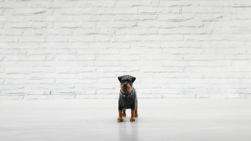 Devildog